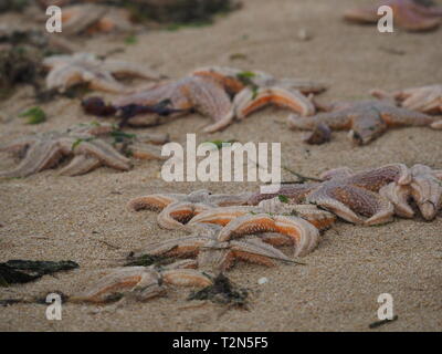 Leysdown, Kent, Großbritannien. 3. April, 2019. Hunderte von toten Seestern auf Leysdown Strand in Kent in den letzten Tagen gewaschen. Es ist dachte sie an Land geblasen wurden durch starke Winde am Wochenende und hohen springfluten. Credit: James Bell/Alamy leben Nachrichten Stockfoto