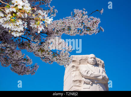 Washington DC, 3. April 2019, USA: Der Japanische Kirschblüten in voller Blüte sind rund um den das Tidal Basin und der Martin Luther King Memorial in Washington DC. Patsy Lynch/MediaPunch Stockfoto