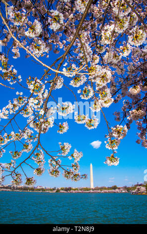 Washington DC, 3. April 2019, USA: Der Japanische Kirschblüten in voller Blüte sind rund um das Tidal Basin und sind gesehen und fotografiert in Washington DC. Patsy Lynch/MediaPunch Stockfoto