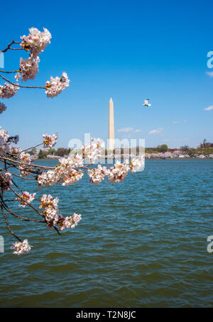 Washington DC, 3. April 2019, USA: Der Japanische Kirschblüten in voller Blüte sind entlang der Tidal Basin und in Washington DC gesehen und fotografiert. Patsy Lynch/MediaPunch Stockfoto