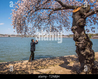 Washington DC, 3. April 2019, USA: Der Japanische Kirschblüten in voller Blüte und Scharen von Touristen aus der ganzen Welt strömen zu den Tidal Basin und Sie Foto in Washington DC. Patsy Lynch/MediaPunch Stockfoto