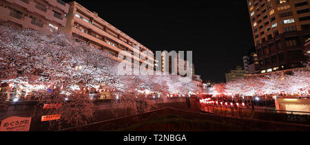 Tokio. 3 Apr, 2019. Foto am 3. April 2019 zeigt die Kirschblüte auf Bank von Meguro Fluß genommen, in Tokio, Japan. Credit: Du Xiaoyi/Xinhua/Alamy leben Nachrichten Stockfoto