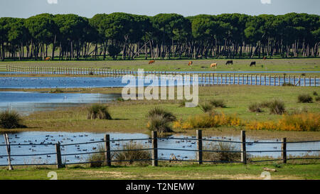 Long Shot von Kiefern, See, Kühe und Blässhühner in der Doñana Nationalpark Stockfoto