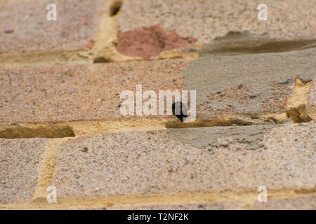 Strukturelle Schäden (Löcher) in den Mörtel zwischen den Steinen in der Wand eines Hauses durch die behaarte-footed Blume Biene (Anthophora plumipes) Nesting verursacht. Stockfoto