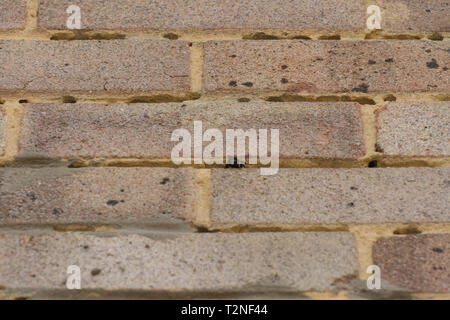 Strukturelle Schäden (Löcher) in den Mörtel zwischen den Steinen in der Wand eines Hauses durch die behaarte-footed Blume Biene (Anthophora plumipes) Nesting verursacht. Stockfoto