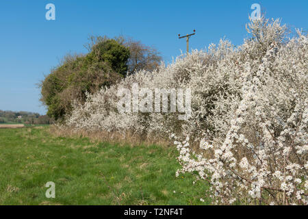 Schlehe (Prunus spinosa) in der Blüte im Frühjahr. Hampshire Hecke, Großbritannien Stockfoto