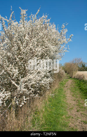 Schlehe (Prunus spinosa) in der Blüte im Frühjahr. Hampshire Hecke, Großbritannien Stockfoto