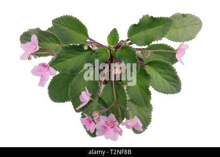 Indoor Frühling Veilchen blumen Bush als Herzform isoliert Makro Stockfoto