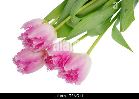 Fünf echten Rosa terry Frühling Tulpen Blumen. Auf weissem studio Makro isoliert Stockfoto