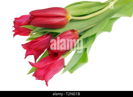 Fünf echten roten Terry Frühling Tulpen Blumen. Auf weissem studio Makro isoliert Stockfoto