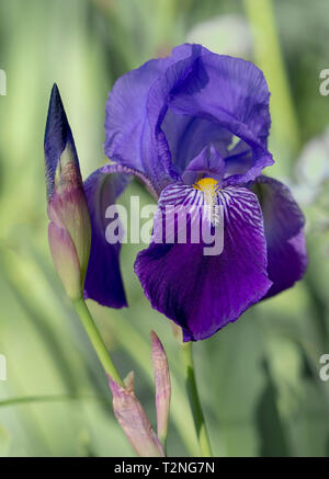 Deep Purple bärtigen Iris Germanica) aka Flagge Blume in der Natur. Enge Tiefenschärfe für defokussiertem Hintergrund. Stockfoto