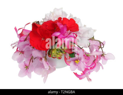 Ideal Liebling am besten Zimmerpflanzen Blumen Frühling mischen. Isolierte Makro studio Shot Stockfoto