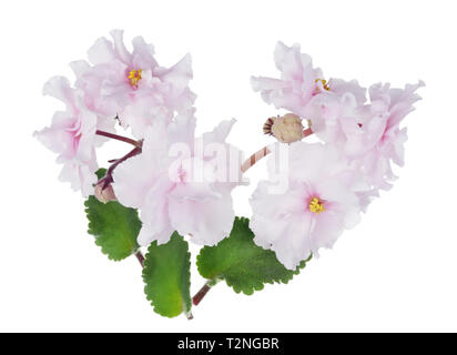 Hallenbad Ostern Frühling Terry hellrosa Veilchen Blüten und Blätter. Auf weissem studio Makroaufnahme isoliert Stockfoto