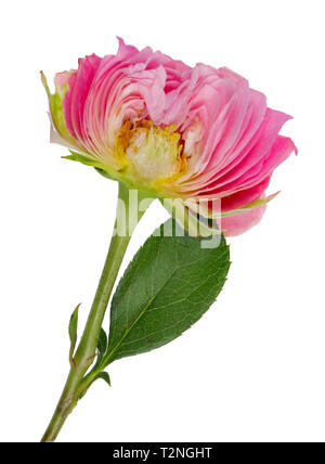 Der inneren vertikalen Schnitt von Frühling Ostern bud Der eine rosa Rose Blume. Innerhalb der realen Anlage Konzept. Auf weissem studio Makro isoliert Stockfoto