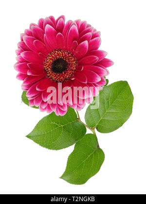 Vollkommene einsame rote Gerbera Blumen liegen auf dem Tisch. Isoliert auf weißem studio Makrofokus stapeln Schuß Stockfoto