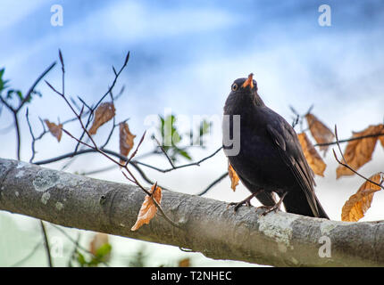 Schwarzer Vogel portrait Wurm Essen Stockfoto