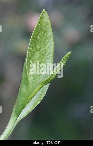 Ophioglossum vulgatum, die im Allgemeinen als Addierer - Zunge bekannt, südlichen Kreuzottern - Zunge oder Basilisken - Zunge fern Stockfoto