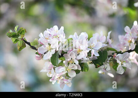 Blühender Apfelbaum, Malus Puppurea Gruppe Stockfoto