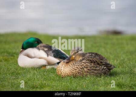 Nahaufnahme von männlichen und weiblichen wilden Stockenten (Anas platyrhynchos), die auf Gras am Wasserrand sitzen, wobei der grün glänzende Kopf der männlichen Ente eingesteckt ist. Stockfoto