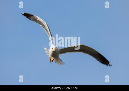 Vorderansicht Close up: Heringsmöwe (Larus fuscus) in der Luft Flug in der Frühlingssonne isoliert, Flügel ausbreiten. Möwe das Fliegen in einem klaren blauen Himmel. Stockfoto