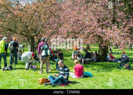 Die Franzosen tun Hanami unter Kirschblüten Bäume, Parc de Sceaux, haut de Seine, Frankreich Stockfoto