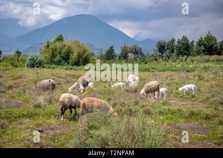 Schafe im freien Feld mit vulkanischen Berge in der Ferne, Kinigi, Ruanda Stockfoto