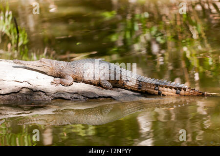 In der Nähe von Süßwasser Krokodil zu 'Hartley's Crocodile Adventures, Captain Cook Highway, Wangetti, Queensland, Australien. Stockfoto