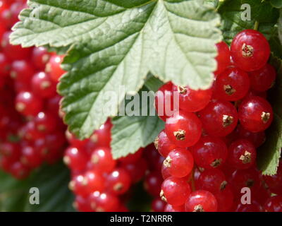 Rote Johannisbeeren mit grünen Blättern in der reifen Phase 4 Stockfoto