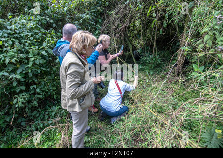 Touristische nehmen Bilder von Berg Gorillas (Gorilla beringei beringei) Der Muhoza Gruppe, in Volcanoes National Park, Virunga Berge, R Stockfoto