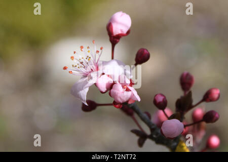 Nahaufnahme der Fokus auf Prunus Cerasifera Nigra auf Bokeh Hintergrund Stockfoto