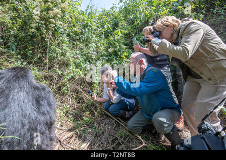 Touristische Blick auf Foto einen Berggorilla (Gorilla beringei beringei) Der Muhoza Gruppe und in Volcanoes National Park, Virunga Berge ra Stockfoto