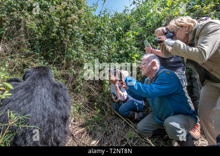 Touristische Blick auf Foto einen Berggorilla (Gorilla beringei beringei) Der Muhoza Gruppe und in Volcanoes National Park, Virunga Berge ra Stockfoto