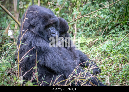 Einen Berggorilla (Gorilla beringei beringei) Der Muhoza Gruppe, hält Ihr Kind, im Volcanoes National Park, Virunga Berge, Vulkane Stockfoto