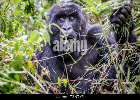 Berggorilla (Gorilla beringei beringei) Der Muhoza Gruppe, in Volcanoes National Park, Virunga Berge, Ruanda. Stockfoto