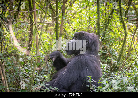 Berggorilla (Gorilla beringei beringei) Der Muhoza Gruppe, in Volcanoes National Park, Virunga Berge, Ruanda. Stockfoto