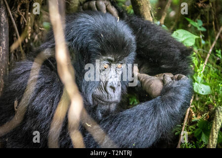 Berggorilla (Gorilla beringei beringei) Der Muhoza Gruppe, in Volcanoes National Park, Virunga Berge, Ruanda. Stockfoto