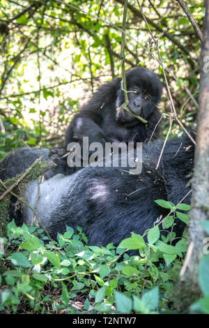 Ein Baby Mountain Gorillas (Gorilla beringei beringei) Der Muhoza, spielen auf seine Mutter, in Volcanoes National Park, Virunga Berge, Rwan Stockfoto