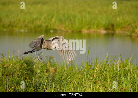 Schuhschnabel (Balaeniceps Rex) Fliegen über Sümpfe, Murchison Falls Nationalpark, Uganda Stockfoto