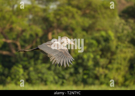 Schuhschnabel (Balaeniceps Rex) Fliegen über Sümpfe, Murchison Falls Nationalpark, Uganda Stockfoto