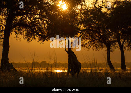 Silhouetted Elefanten erreichen von Baum bei Sonnenuntergang zu füttern, Sambesi, Mana Pools Nationalpark, Simbabwe Stockfoto