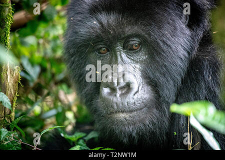 Berggorilla (Gorilla beringei beringei) Der Muhoza Gruppe, in Volcanoes National Park, Virunga Berge, Ruanda Stockfoto