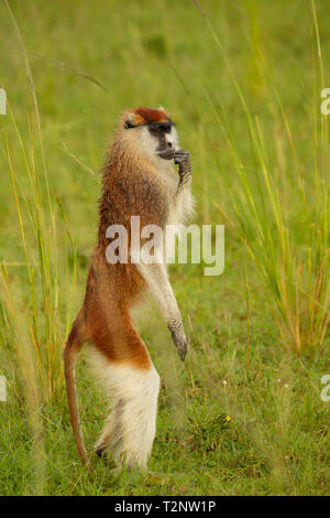 Husarenaffe (erythrocebus Patas) steht auf den Hinterbeinen, Porträt, Murchison Falls Nationalpark, Uganda Stockfoto