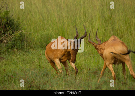 Die beiden Jackson hartebeest (alcelaphus buselaphus) kämpfen im Murchison Falls National Park, Uganda Stockfoto