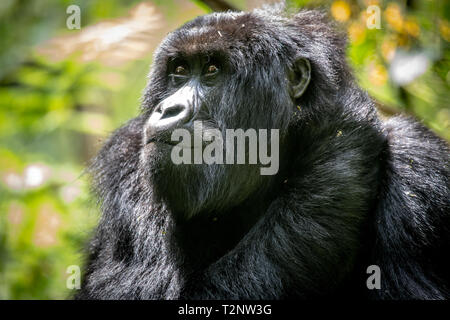 Berggorilla (Gorilla beringei beringei) Der Muhoza Gruppe, in Volcanoes National Park, Virunga Berge, Ruanda Stockfoto