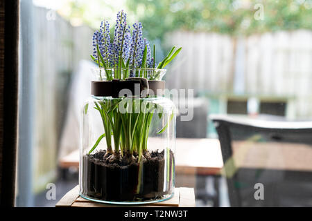 Traube hyacint in einem Glas Vase, vor einem Fenster zu Hause stehend Stockfoto