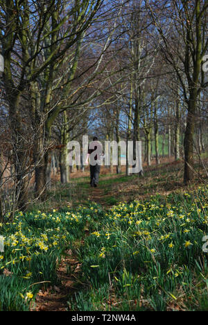 Wandern unter wilden Narzissen Stockfoto