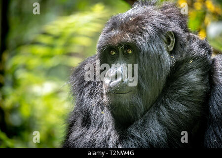 Berggorilla (Gorilla beringei beringei) Der Muhoza Gruppe, in Volcanoes National Park, Virunga Berge, Ruanda Stockfoto