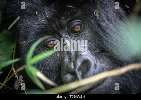 Berggorilla (Gorilla beringei beringei) Der Muhoza Gruppe, in Volcanoes National Park, Virunga Berge, Ruanda Stockfoto