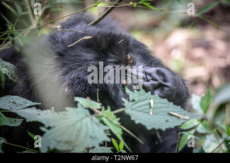 Berggorilla (Gorilla beringei beringei) Der Muhoza Gruppe, in Volcanoes National Park, Virunga Berge, Ruanda Stockfoto