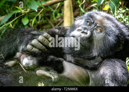 Eine Mutter Berggorilla (Gorilla beringei beringei) Der Muhoza Gruppe, mit ihrem Baby, in Volcanoes National Park, Virunga Berge, Ruanda Stockfoto